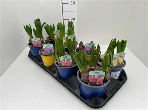 Rôzne druhy jarných cibuľovín