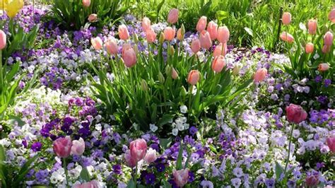 Galéria jarných trvaliek