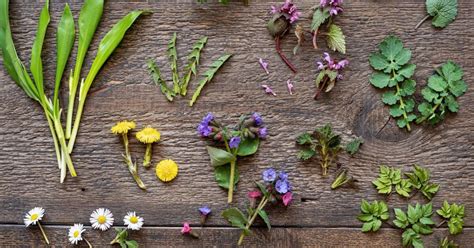 Zber jarných byliniek