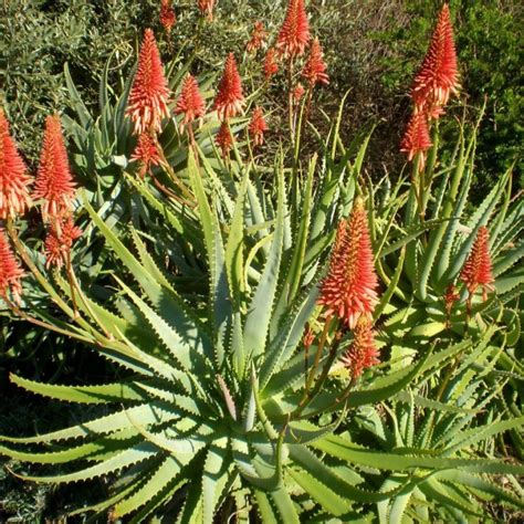 Mapa rozšírenia Aloe arborescens v Afrike