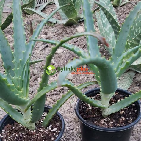Aloe arborescens pestovaná v kvetináči