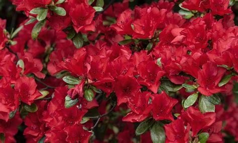 Rôzne druhy a farby kvetov azaliek