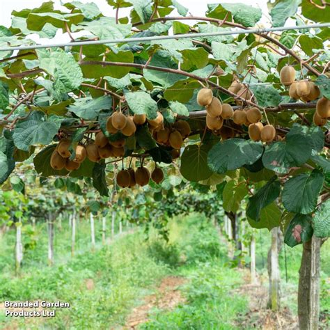 Vizuálna schéma rastu kiwi Jenny na pergole s vyznačenými plodmi