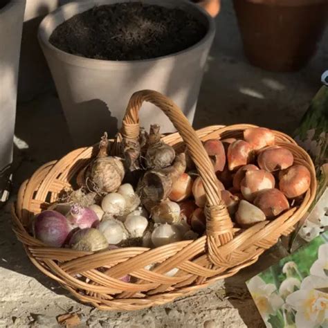 Cibuľoviny vysadené v nádobách