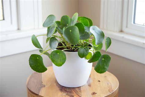 Pilea peperomioides s okrúhlymi listami