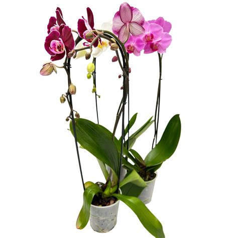 Orchidea Phalaenopsis Cascade