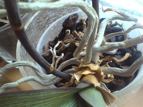 Choroby a škodcovia orchidey