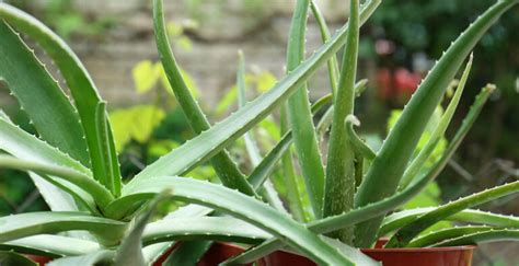 Druhy Aloe Vera