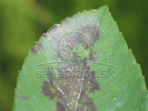 Typickí škodcovia a choroby fuksií