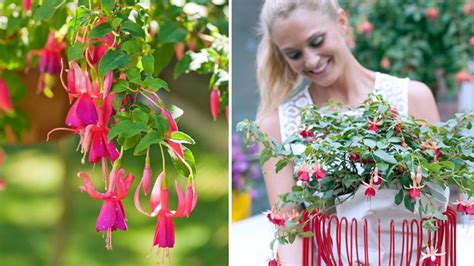 Správne orezávanie fuksie pre lepšie kvitnutie