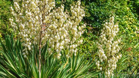 Ilustrácia rastliny Yucca