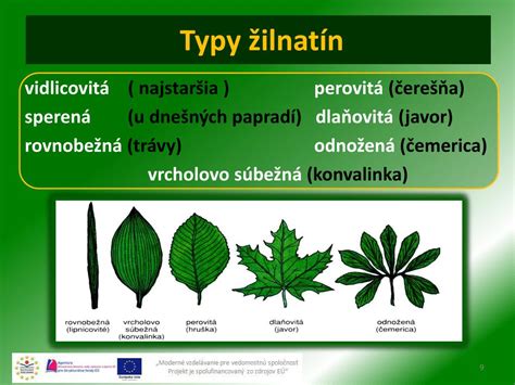 Typy listov a žilnatín