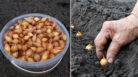 Schéma správnej výsadby rebríčka v nádobe