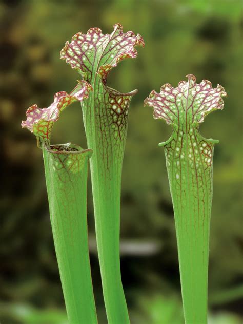 Sarracenia - Saracénia
