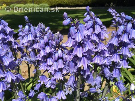 Zvončeky v záhrade