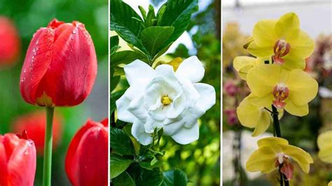 Široká škála farieb kvetov zvončekov