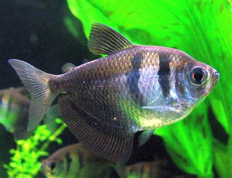 Tetra čierna v akváriu