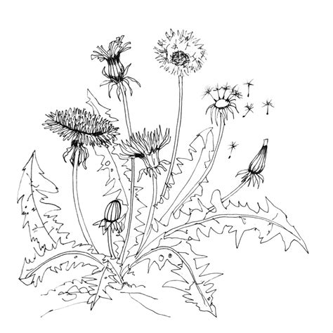 Ilustrácia púpavy lekárskej (Taraxacum officinale)