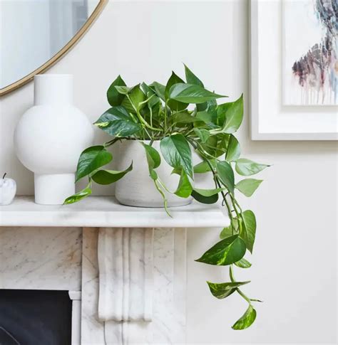 Rôzne názvy rastliny Pothos