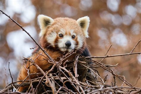 Panda červená v ohrození - graf znázorňujúci pokles populácie