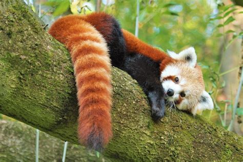 Panda červená v zoologickej záhrade