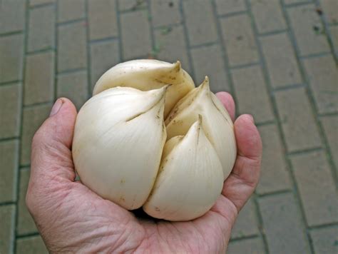 Grilovaný sloní cesnak