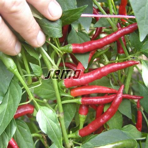 Sadenice chilli papričiek v rôznych fázach rastu