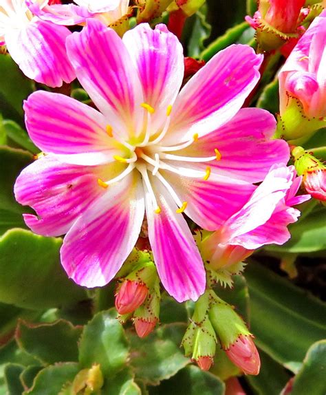 Mapa rozšírenia Lewisia cotyledon