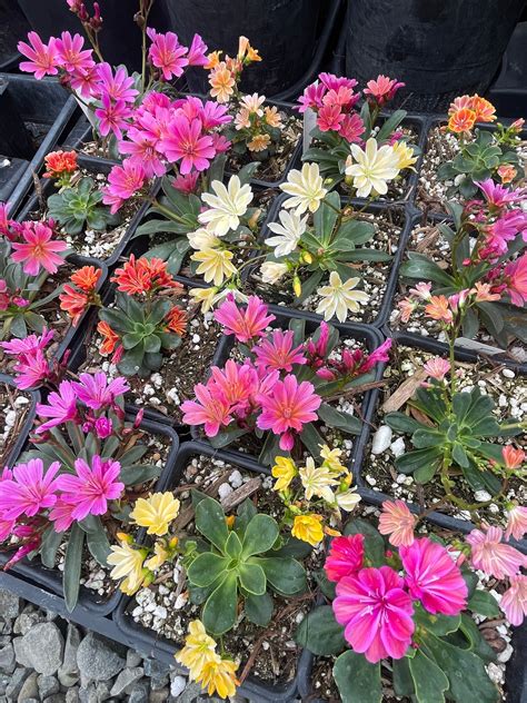 Pestrý mix kvetov Lewisia cotyledon