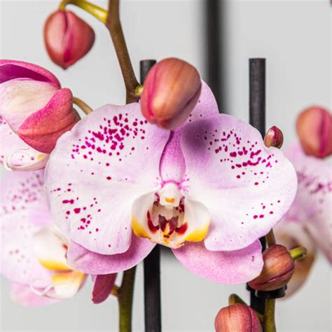 Orchidea Phalaenopsis s hnilobou koreňov
