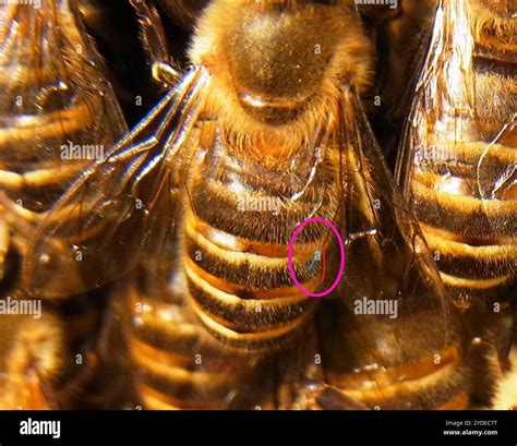 Ilustrácia rozdielov medzi Apis cerana japonica a Apis mellifera