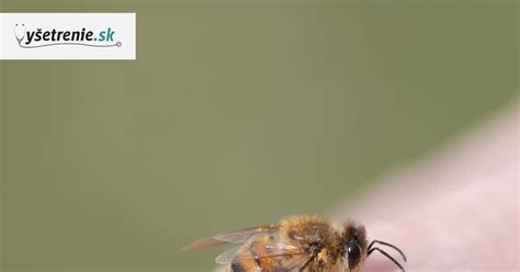 Schematické znázornenie opeľovania rastlín včelou