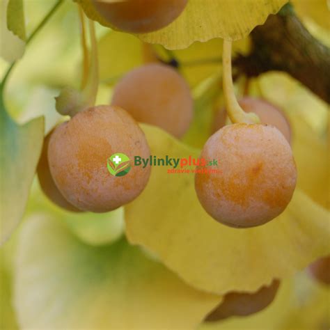 Ginko dvojlaločné - živá fosília
