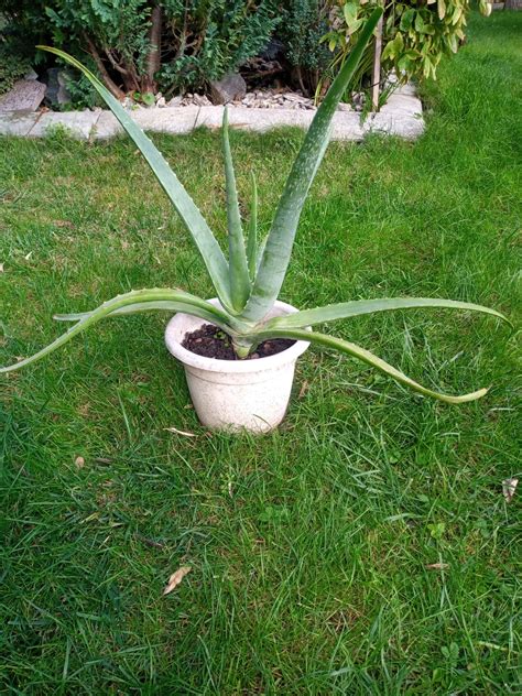 Rôzne veľkosti rastlín Aloe Vera