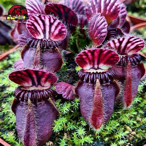 Cephalotus follicularis s črievičkovitými pascami