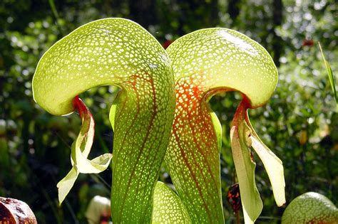 Darlingtonia californica s kapucňovitými pascami