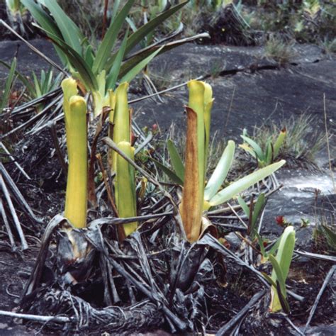 Brocchinia reducta s lievikovitou pascou