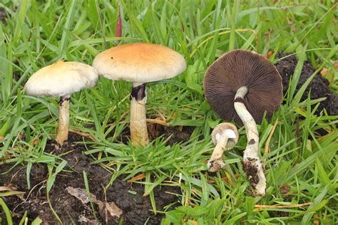 Schéma rastu Psilocybe cubensis