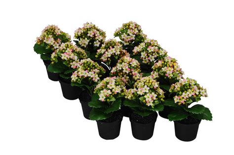 Rastlinka Kalanchoe v kvetináči