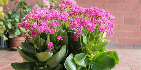Starostlivosť o Kalanchoe