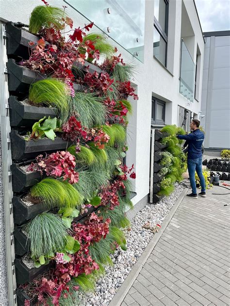 Kalanchoe v exteriéri