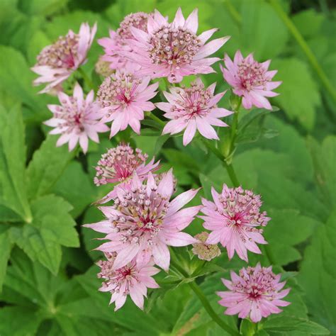 Astrantia veľká