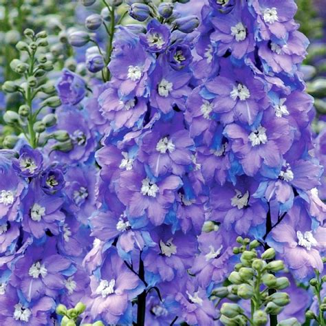 Delphinium