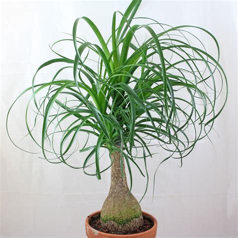 Ilustrácia slonej nohy (Beaucarnea recurvata)