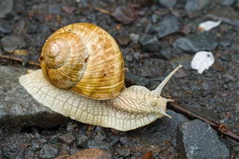 Slimák záhradný na listoch rastlín