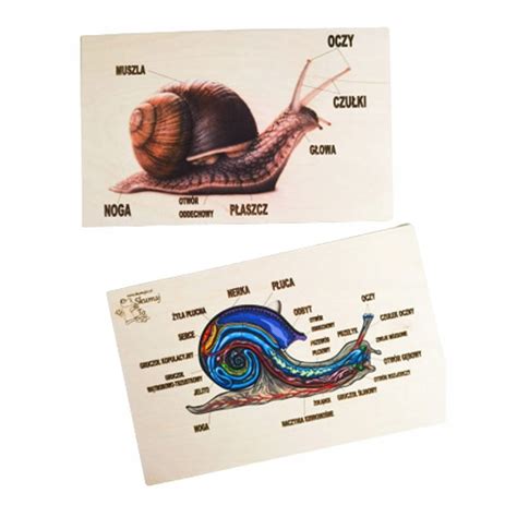 Anatómia slimáka záhradného