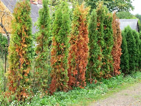 Škody spôsobené slimákmi na rastlinách