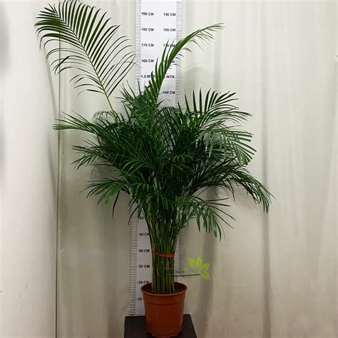 Detaily listov Dypsis lutescens