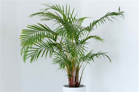 Zalievanie Dypsis lutescens