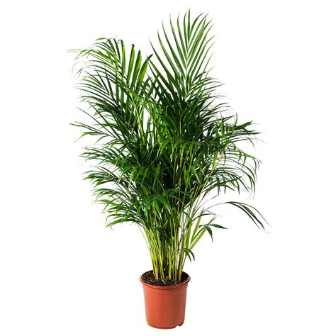 Presádzanie palmy Dypsis lutescens